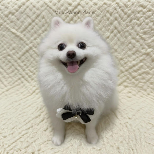 FieryFur Luxury Lace Pet Harness & Leash Set – Elegant Adjustable Escape-Proof Vest for Cats & Small Dogs