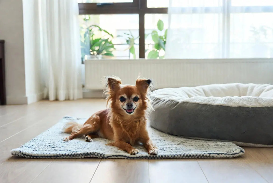 Best Cooling Products for Small Dogs in Hot US Summers 2026 (Mats, Beds & Apparel) Fieryfur