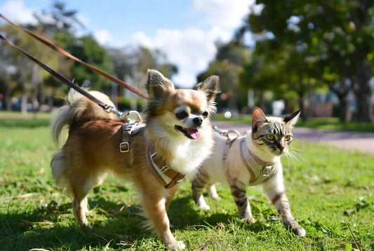 Best harnesses for small dogs and cats 2026 – comfortable and stylish walking harnesses by FieryFur USA