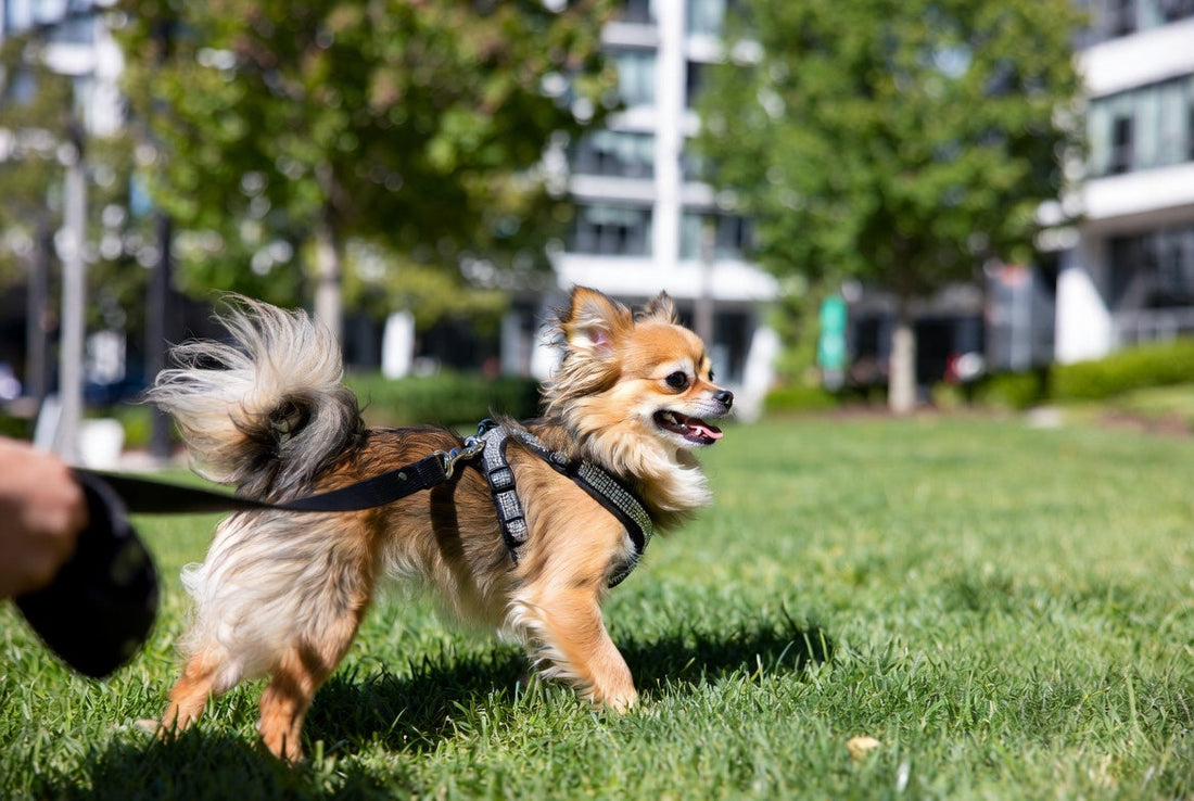 Luxury dog harness for small dogs in 2026 – stylish crystal-accented harness for Chihuahuas, Pomeranians and small pets on a sunny park walk by FieryFur USA