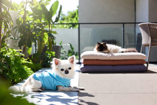 Small Chihuahua and Ragdoll cat with luxury cooling and warming gear from FieryFur in a modern patio, 2026 all-season comfort