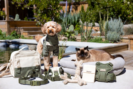 Toy Poodle and Burmese cat with sustainable luxury FieryFur gear in an eco-modern garden setting, 2026 green pet fashion