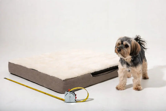How to choose the right size orthopedic dog bed for small dogs – measuring guide with luxury memory foam bed 2026 by FieryFur USA