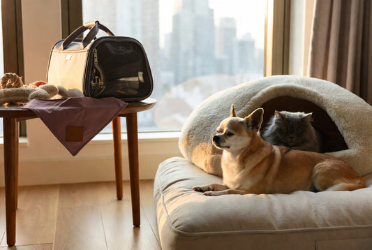 Modern city apartment living room featuring a small dog on a luxury orthopedic bolster bed and a cat in a self-warming cave, with personalized bandana and carrier from FieryFur