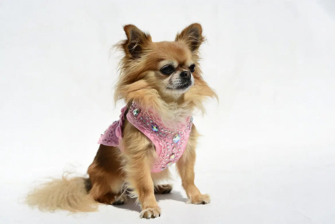 Luxury crystal lace dog harness on small chihuahua 2026 – FieryFur USA premium pet fashion