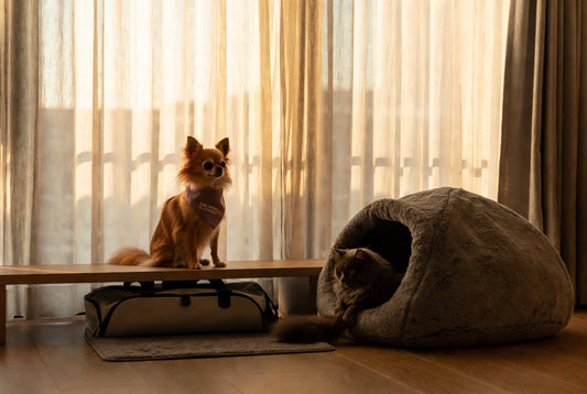 Small Chihuahua in personalized mauve bandana and gray cat in self-warming cave bed during a calm morning routine in a modern apartment with luxury FieryFur gear