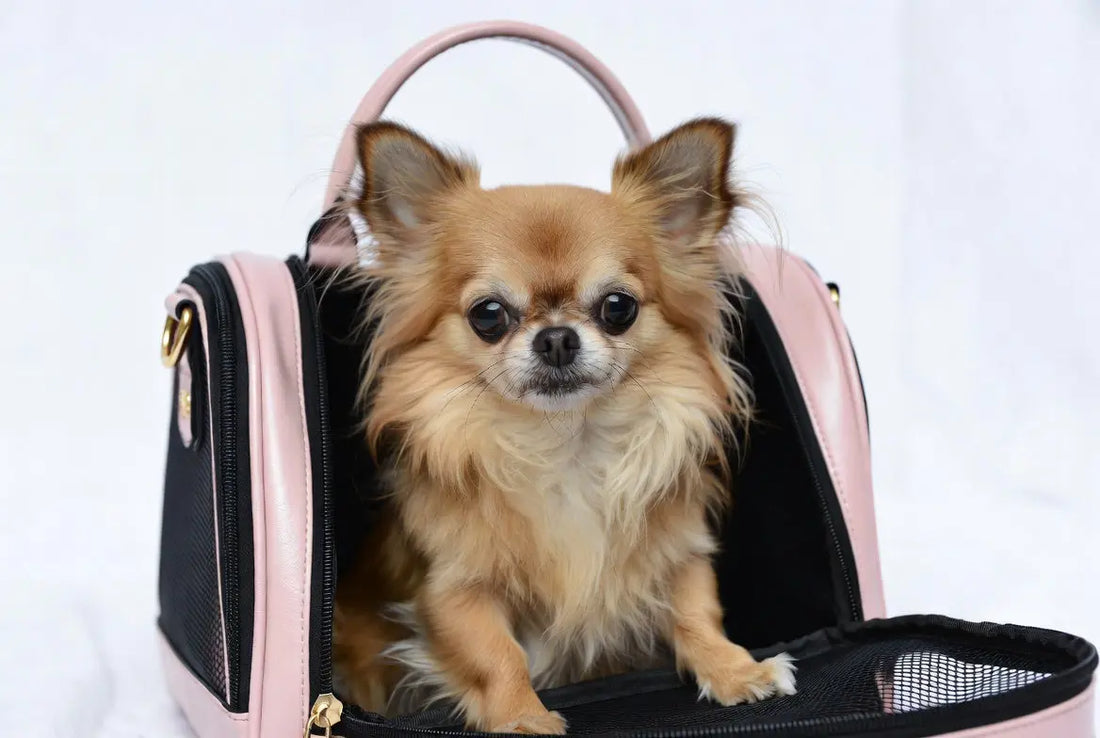 Luxury faux leather dog carrier for small dogs 2026 with adorable chihuahua – FieryFur USA travel fashion