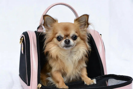Luxury faux leather dog carrier for small dogs 2026 with adorable chihuahua – FieryFur USA travel fashion