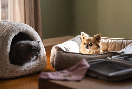 Shy Chihuahua on orthopedic bolster bed and gray cat in self-warming cave with personalized bandana and open carrier, illustrating gentle confidence-building luxury gear for small pets