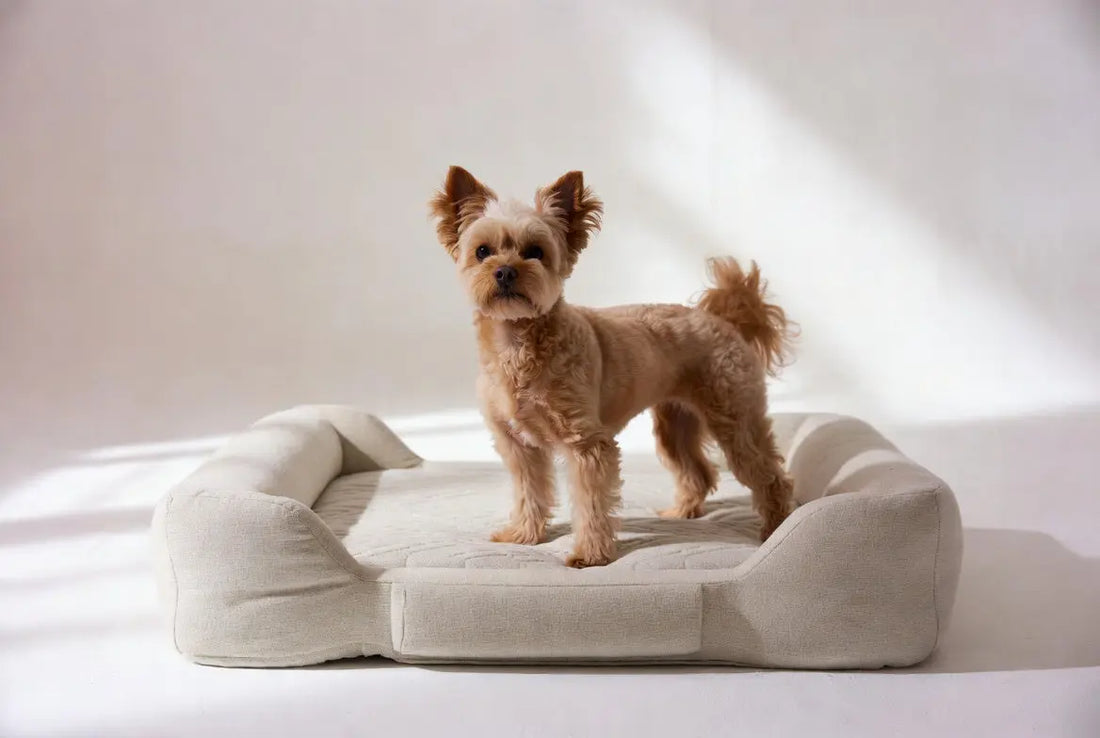 Luxury orthopedic dog bed for small dogs in minimalist studio setting – premium memory foam comfort bed for small breeds 2026 by FieryFur USA