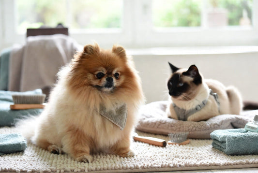 Pomeranian and Siamese cat with luxury pet grooming and spa day essentials from FieryFur in a modern room, 2026 at-home care ideas