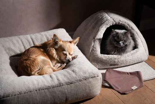 Small Chihuahua sleeping on orthopedic bolster bed and gray cat resting in self-warming cave with personalized bandana nearby, illustrating luxury nighttime sleep setup for small pets