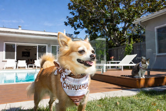 Personalized custom bandanas for small dogs and cats 2026 – add your pet’s name with Fiery Couture by FieryFur USA