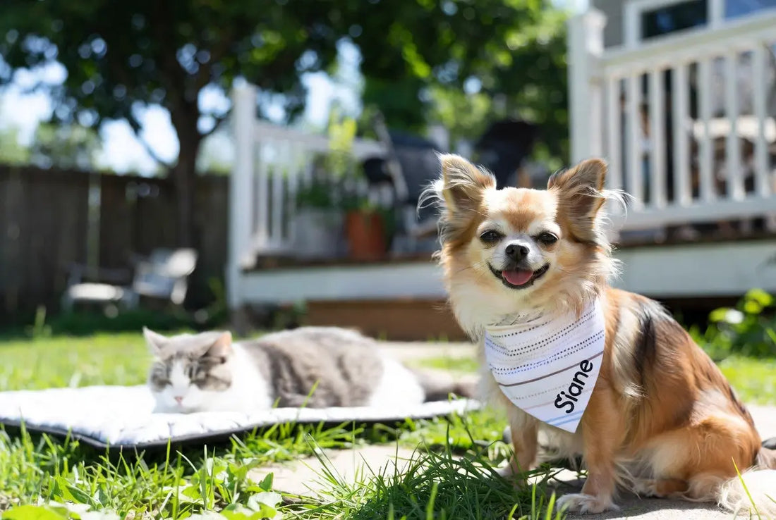 Personalized cooling bandanas and mats for small dogs and cats 2026 – stay cool in summer by FieryFur USA