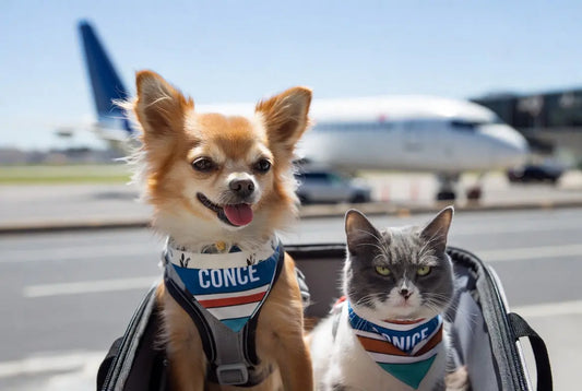 Best personalized travel accessories for small dogs and cats 2026 – custom bandanas, harnesses and carriers for summer adventures by FieryFur USA