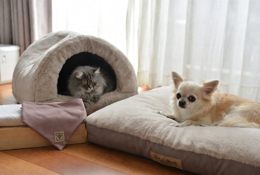 Small Chihuahua on soft orthopedic bed and gray cat in self-warming cave with mauve bandana and therapy pad, illustrating hypoallergenic luxury gear for sensitive skin pets