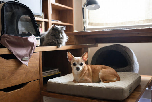 Small Chihuahua on orthopedic bed and gray cat in self-warming cave beside a home-office desk with personalized bandana and carrier, showing luxury WFH pet setup