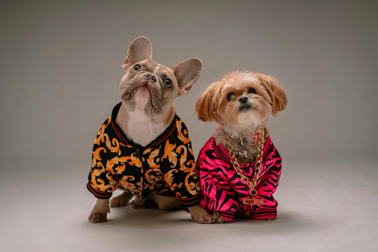 luxury pet accessories and dog fashion collection small dogs