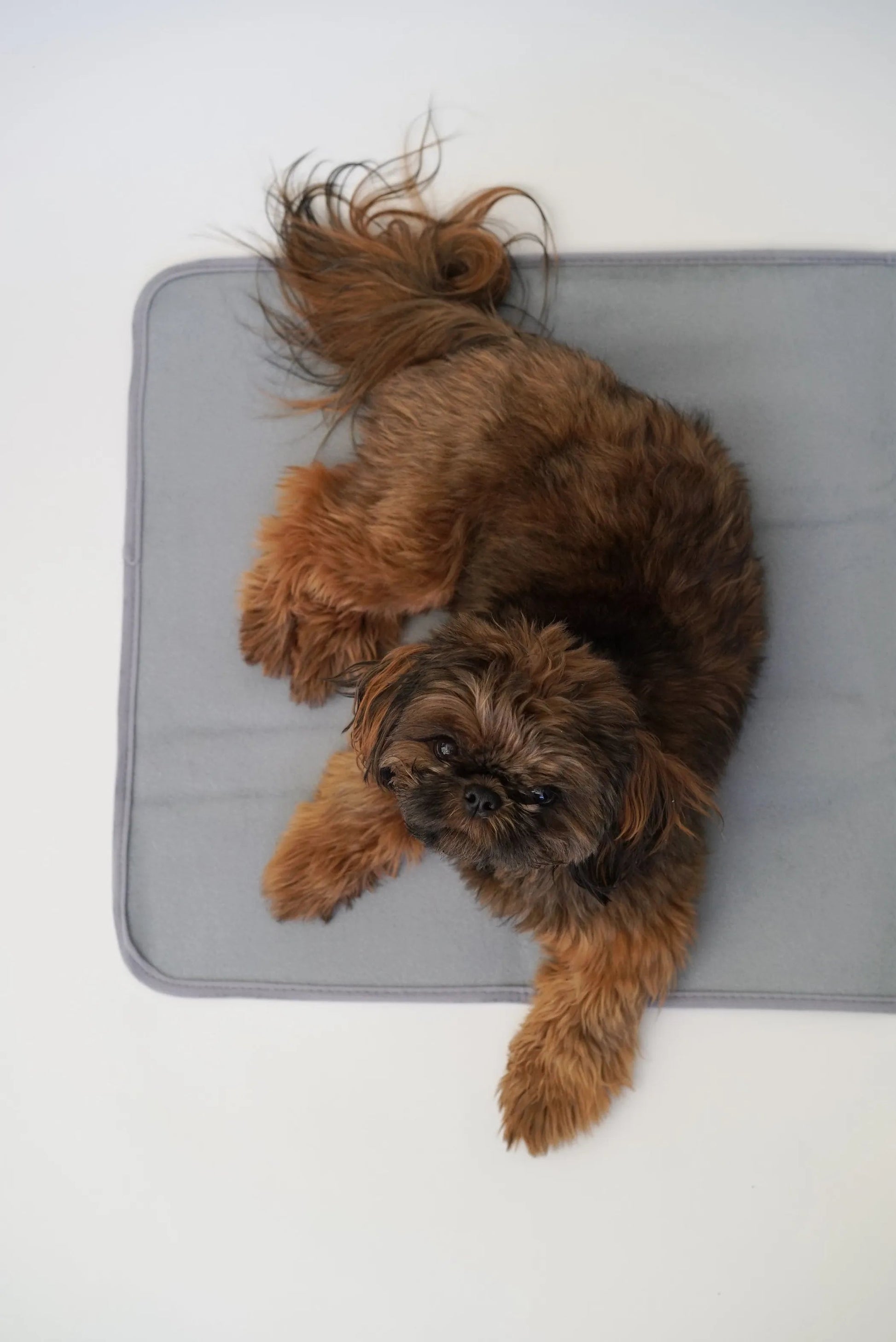 Self-Warming Pet Therapy Pad – Bamboo Charcoal Comfort Mat for Dogs & Cats The Green Pet Shop