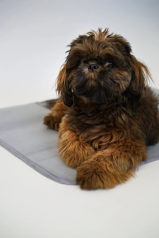 Self-Warming Pet Therapy Pad – Bamboo Charcoal Comfort Mat for Dogs & Cats The Green Pet Shop