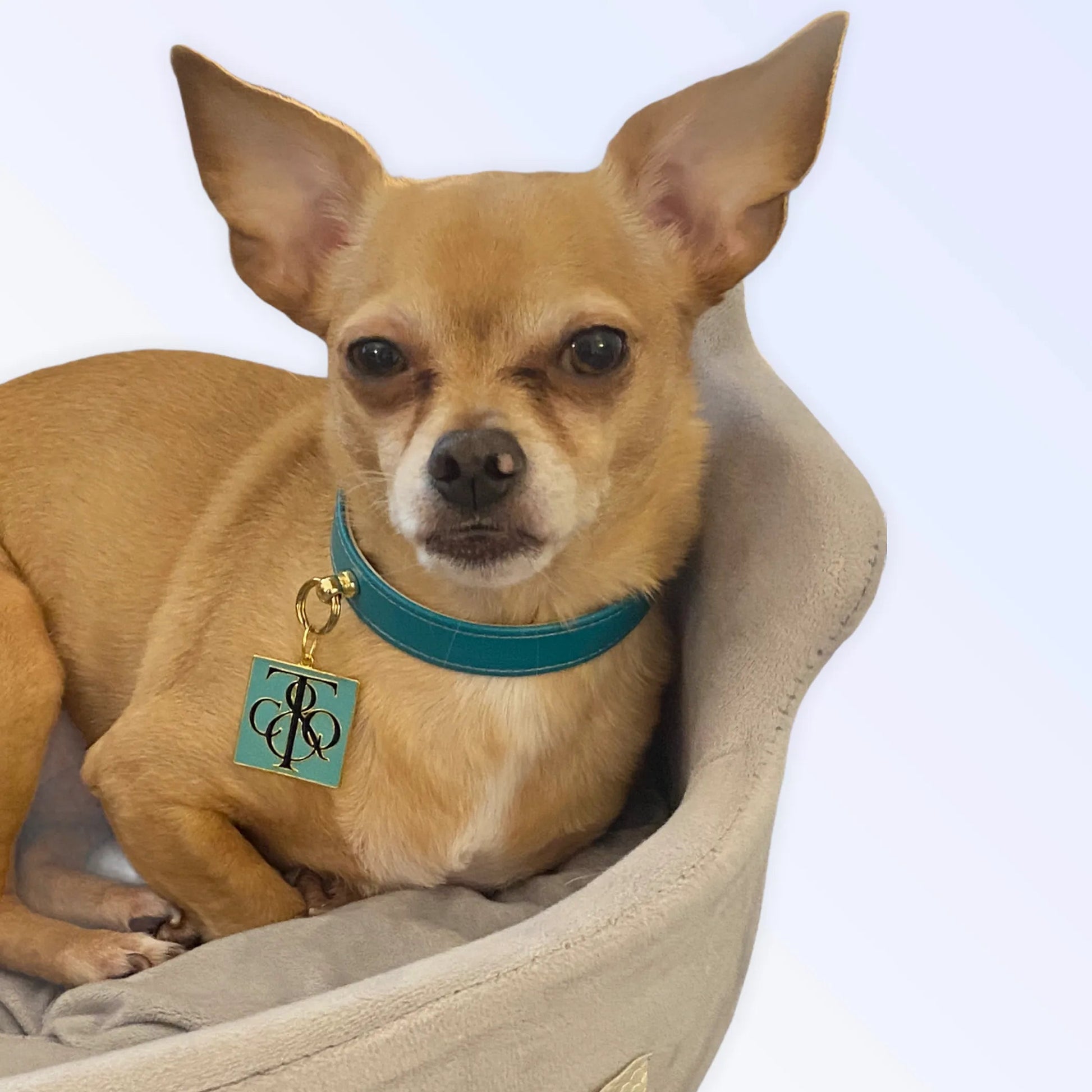Sniff & Co. NYC Logo Collar Bark Fifth Avenue