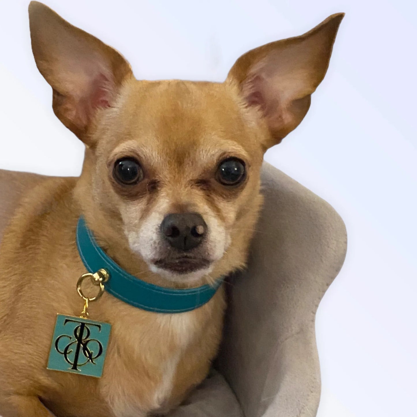 Sniff & Co. NYC Logo Collar Bark Fifth Avenue