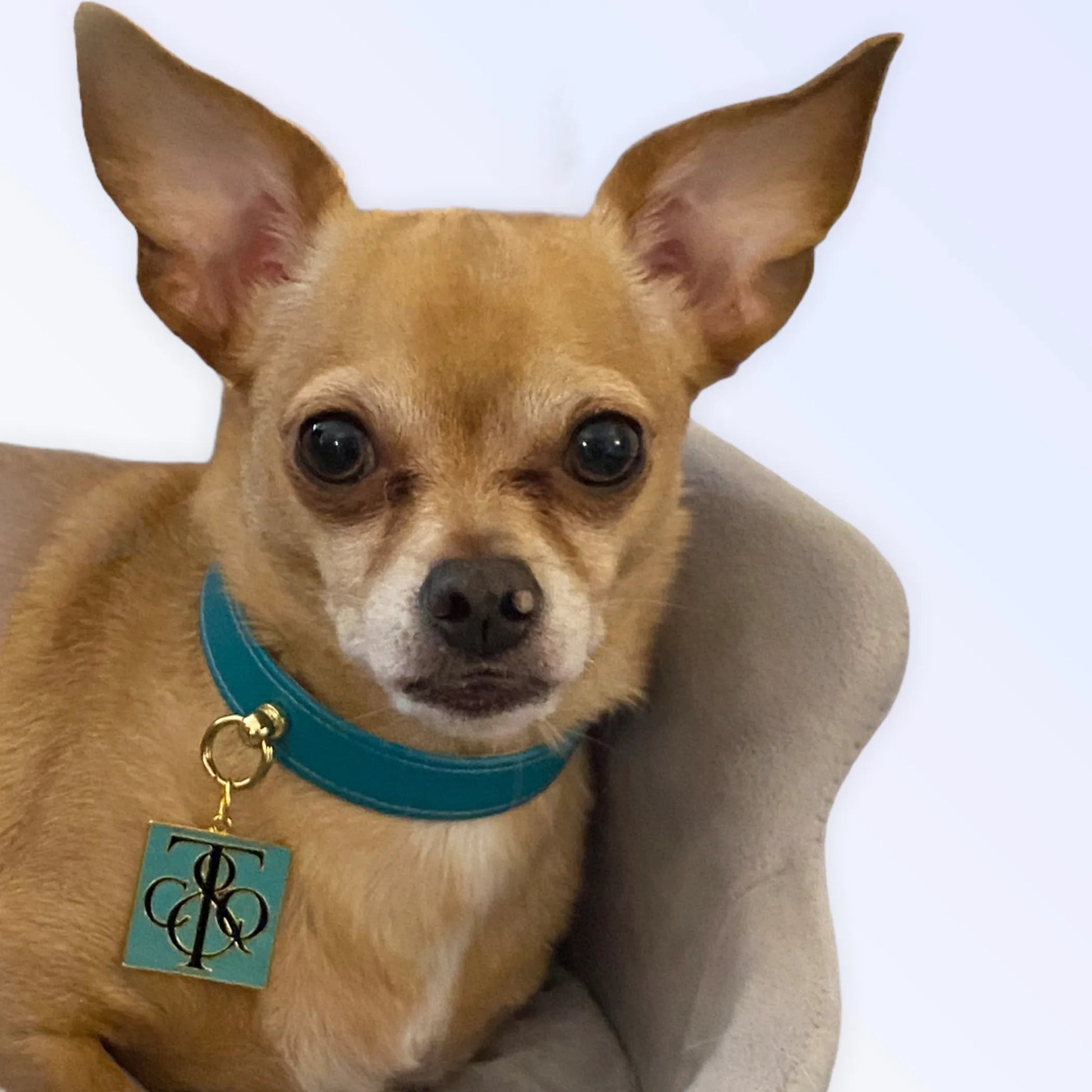 Sniff & Co. NYC Logo Collar Bark Fifth Avenue